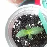 Dutch Passion- Blackberry Kush Auto