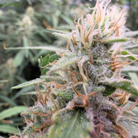 Sweet Seeds Fast F1 - 100%ChatGPT Guided