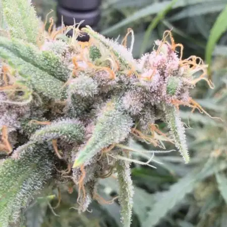 Sweet Seeds Fast F1 - 100%ChatGPT Guided
