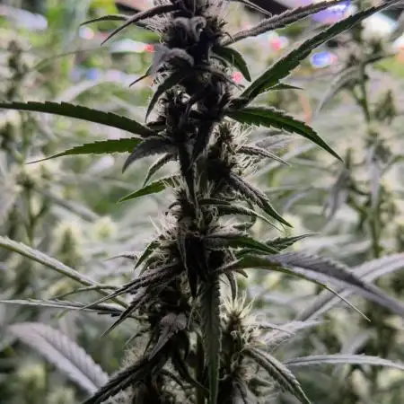 Sweet Seeds Fast F1 - 100%ChatGPT Guided