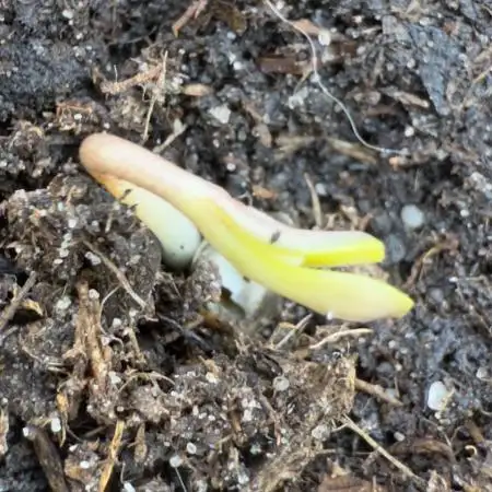 📢 Strawberry Banana Micro Grow – Pushing the Limits! 🍓🍌