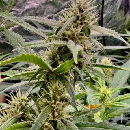 Sweet Seeds Fast F1 - 100%ChatGPT Guided
