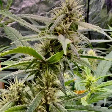 Sweet Seeds Fast F1 - 100%ChatGPT Guided