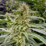 Sweet Seeds Fast F1 - 100%ChatGPT Guided
