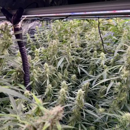 Sweet Seeds Fast F1 - 100%ChatGPT Guided