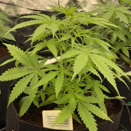 Sweet Seeds Fast F1 - 100%ChatGPT Guided