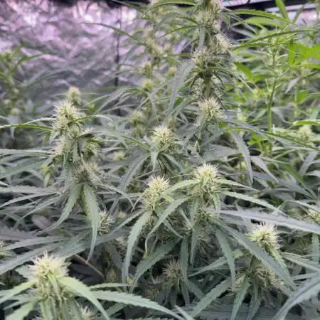 Sweet Seeds Fast F1 - 100%ChatGPT Guided