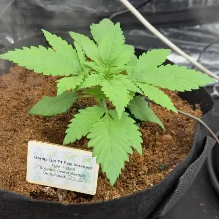 12/12 Fast Flower Test (With Supervision) - 100% ChatGPT-Guided Grow