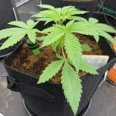 12/12 Fast Flower Test (With Supervision) - 100% ChatGPT-Guided Grow