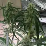 Sweet Seeds Fast F1 - 100%ChatGPT Guided