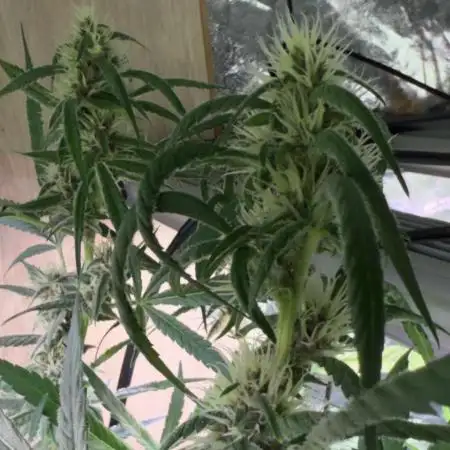 Sweet Seeds Fast F1 - 100%ChatGPT Guided