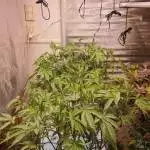 gelato41