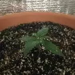 1st growing experiense