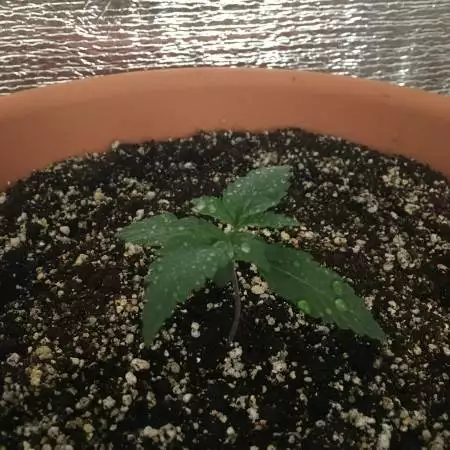 1st growing experiense