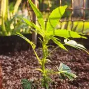 Hulkberry DeepRoot CloneCraft