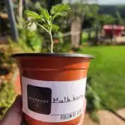 Hulkberry DeepRoot CloneCraft