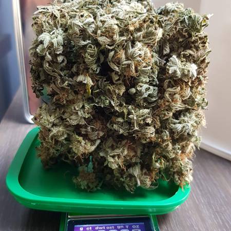 Honey cream & Royal Dwarf