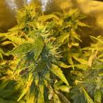 FAT BANANA, NORTHERN LIGHTS, DARK DEVIL 
