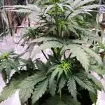 First grow - "Quick one" by RQS