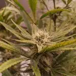 Northern Lights
