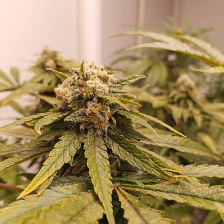 Lost Coast OG