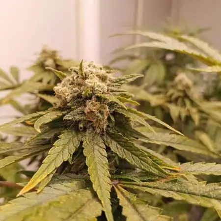 Lost Coast OG
