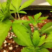 WSC OG (Pheno #4)