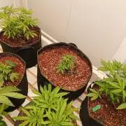 WSC OG (Pheno #3)