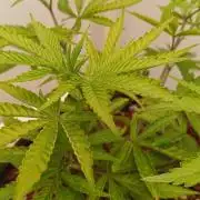 White Sweet Candy OG [P#1] [GD Contest]