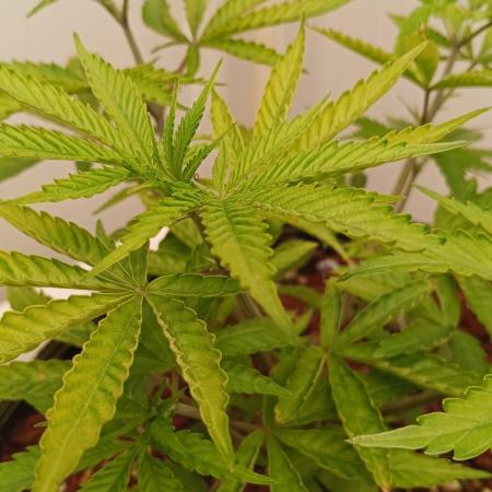 White Sweet Candy OG [P#1] [GD Contest]