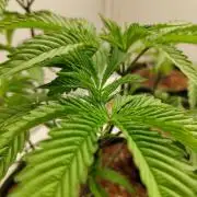 Pralines (Pheno #7)