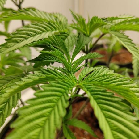 Pralines (Pheno #7)