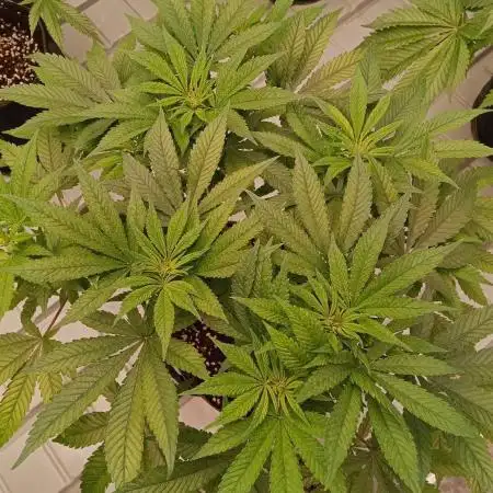 Lost Coast OG
