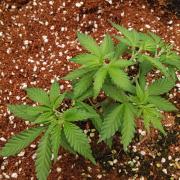 WSC OG (Pheno #5)