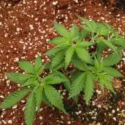 WSC OG (Pheno #5)
