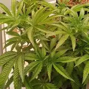 Pralines (Pheno #7)