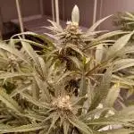 Northern Lights