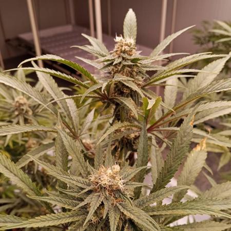 Northern Lights