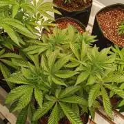 Chocolope Kush (P#2)