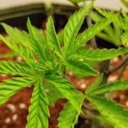 White Sweet Candy OG [P#1] [GD Contest]