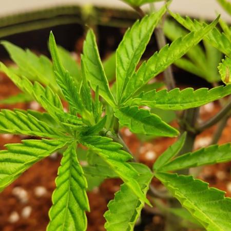 White Sweet Candy OG [P#1] [GD Contest]