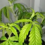 Bubba Kush