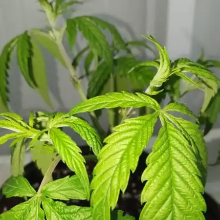 Bubba Kush