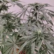 Chocolope Kush (P#1)
