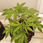 Bubba Kush