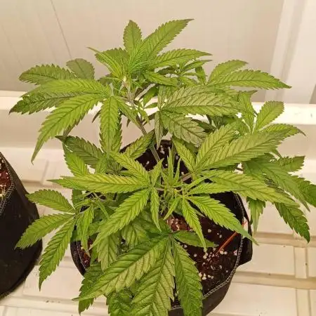 Bubba Kush