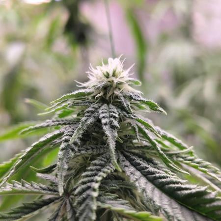 Pralines (Pheno #6)