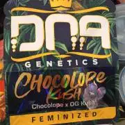 Chocoloupe Kush
