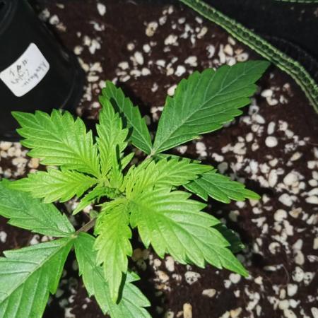 Northern Lights