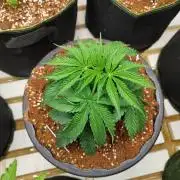 WSC OG (Pheno #2)